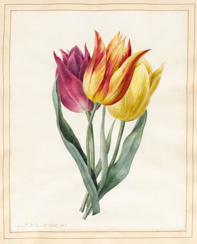 Drie Lelietulpen door Louise DOrleans